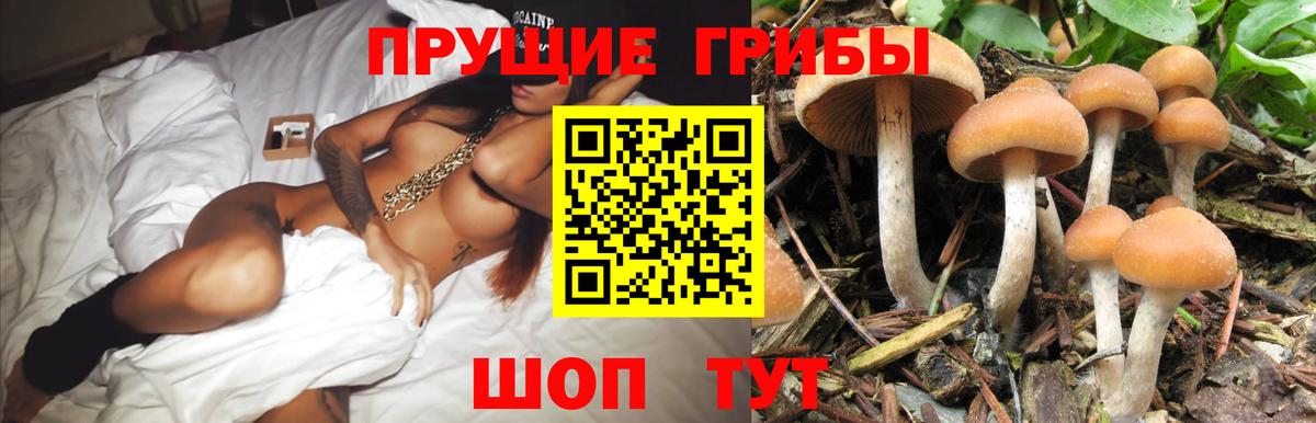 Галлюциногенные грибы Psilocybe Усолье-Сибирское